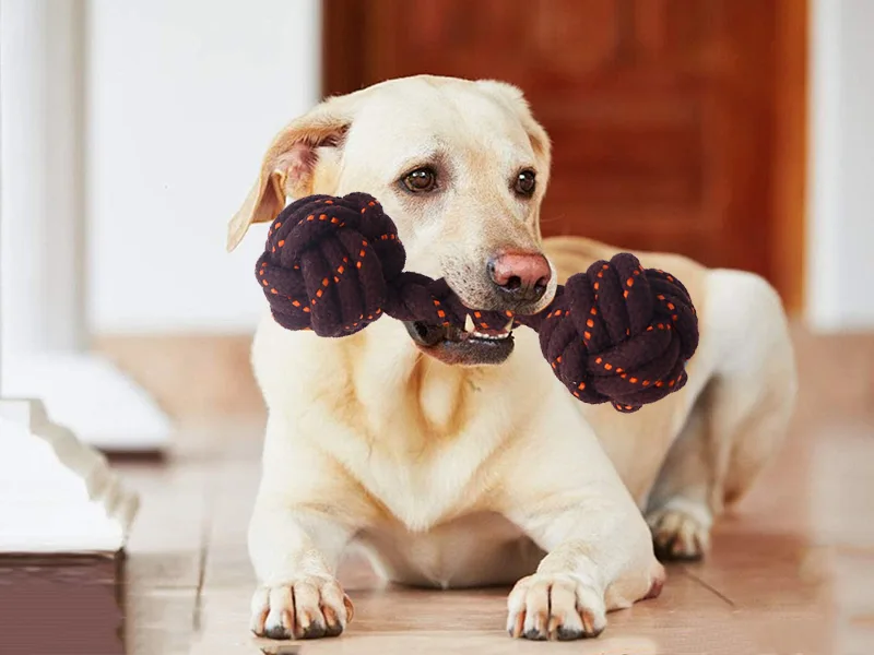How to Choose Dog Chew Toys？