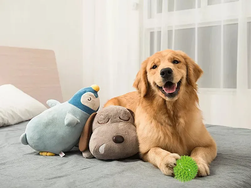 How to keep your pet happy？